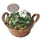 Ein handgemachter, ovaler Keramikstecker mit dem Spruch 'kleine Pause', weiß akzentuiert, steckt in einem geflochtenen Weidenkörbchen mit grünen Pflanzen und weißen Blüten. Eine kreative Töpfer-Idee von MinseArt.